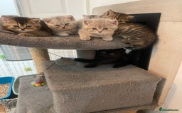 British Shorthair cats for sale: Fabulous, playful and healthy BSH kittens, rare - Image 2