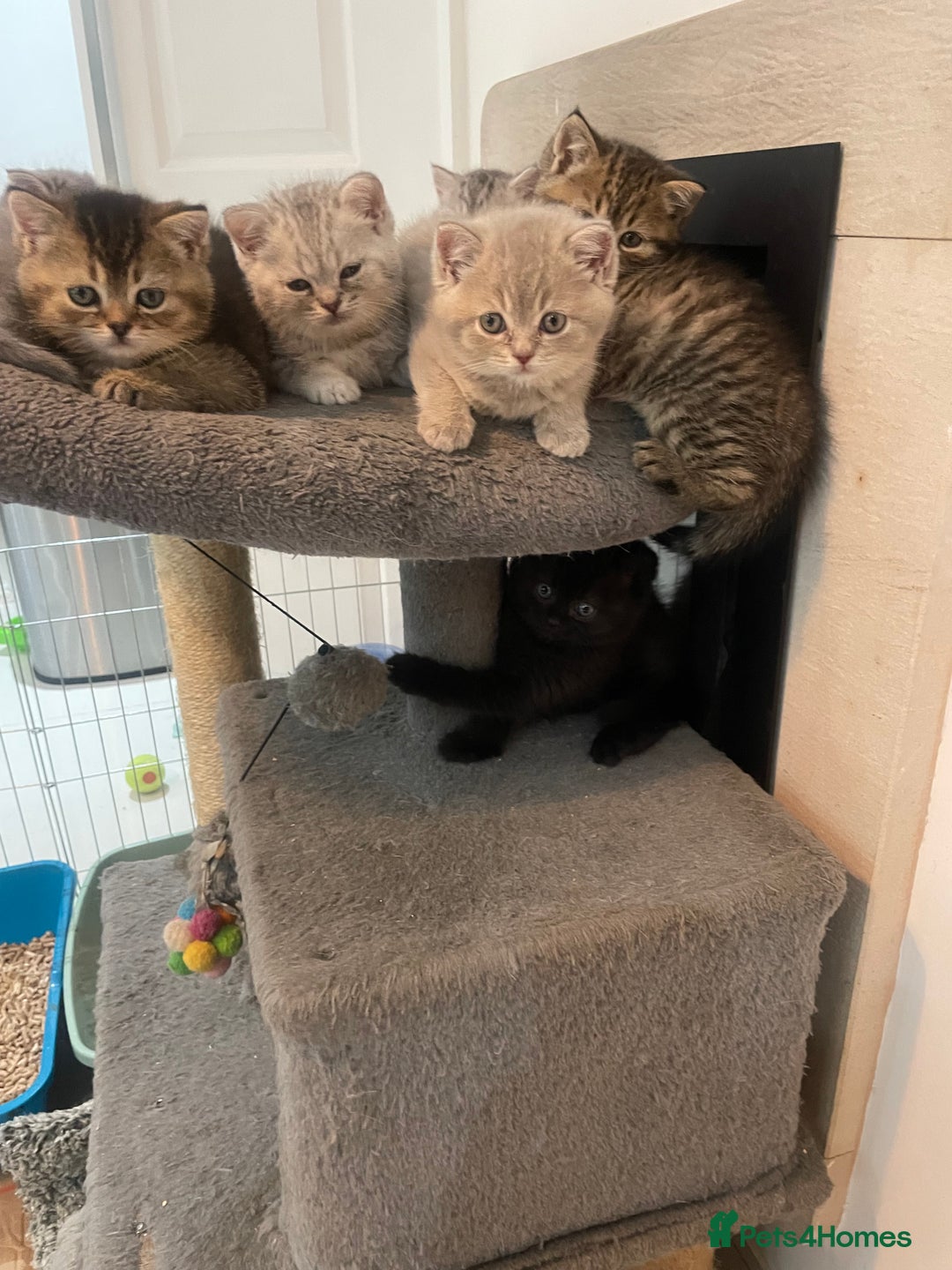 British Shorthair cats for sale: Fabulous, playful and healthy BSH kittens, rare - Image 2