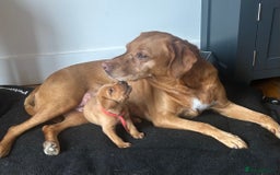 Labrador Retriever dogs for sale: Excellent Labrador puppies for sale - Image 4