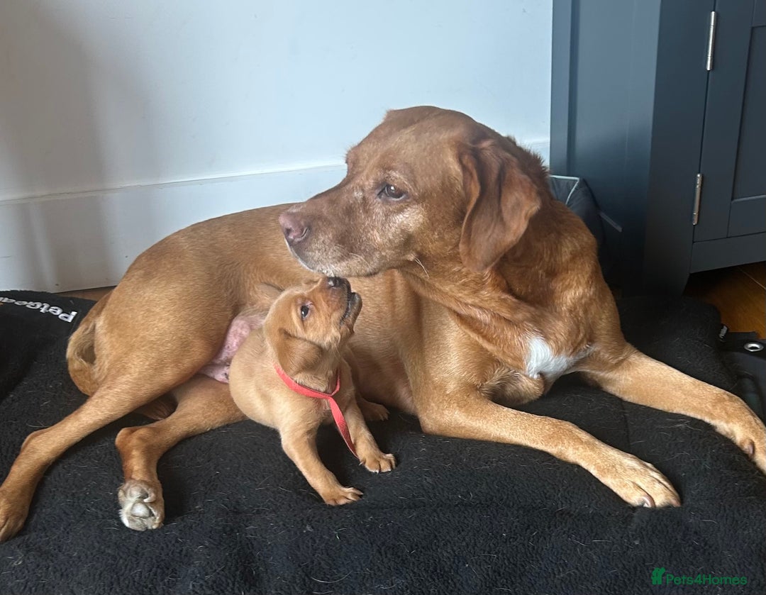 Labrador Retriever dogs for sale: Excellent Labrador puppies for sale - Image 4