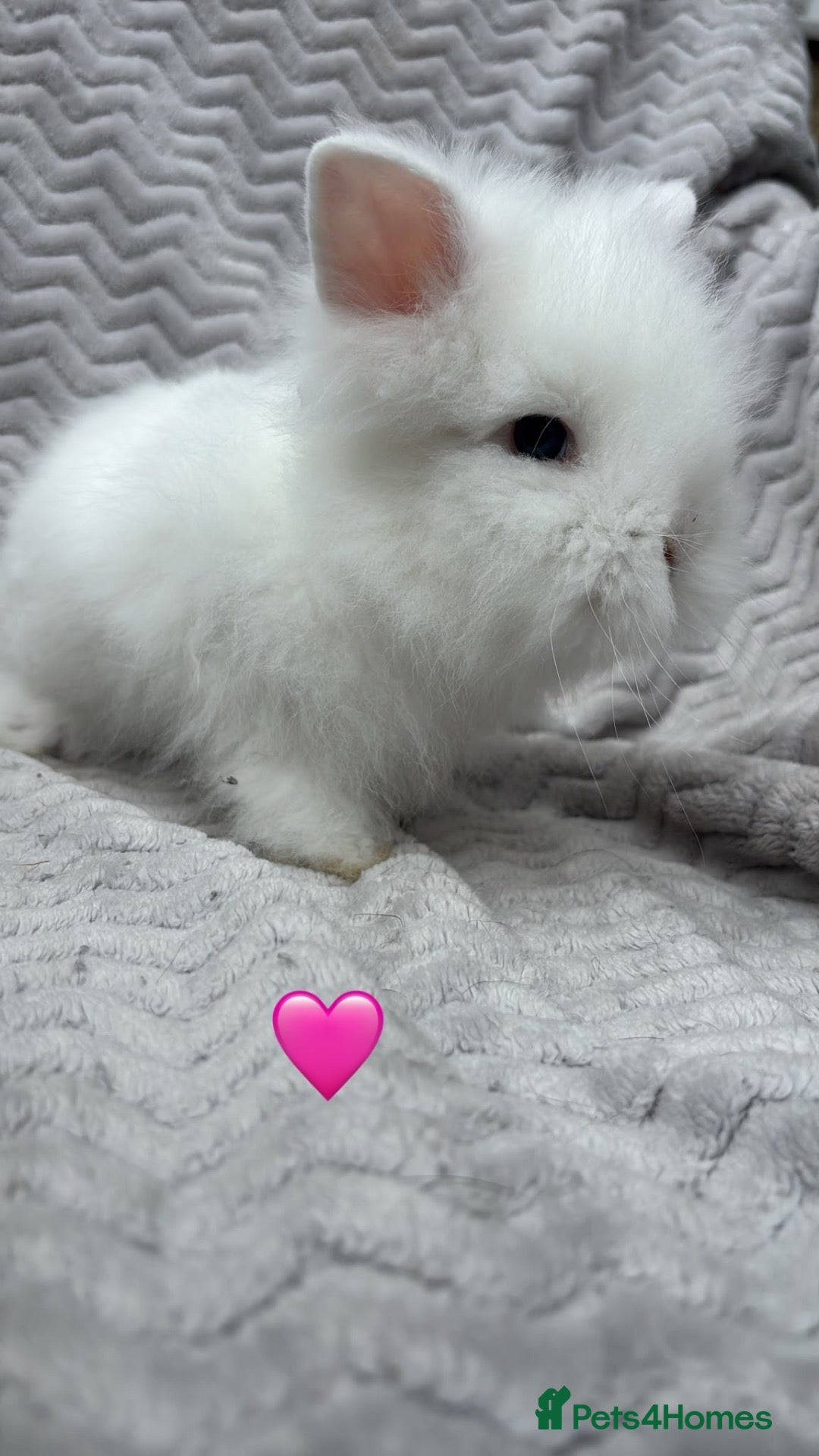 Lionhead rabbits Beautiful lionheads for sale  - Advert 2