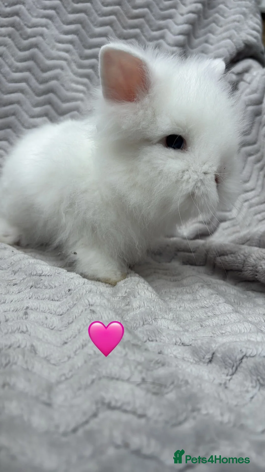 Lionhead rabbits for sale: Beautiful lionheads for sale  - Advert 1
