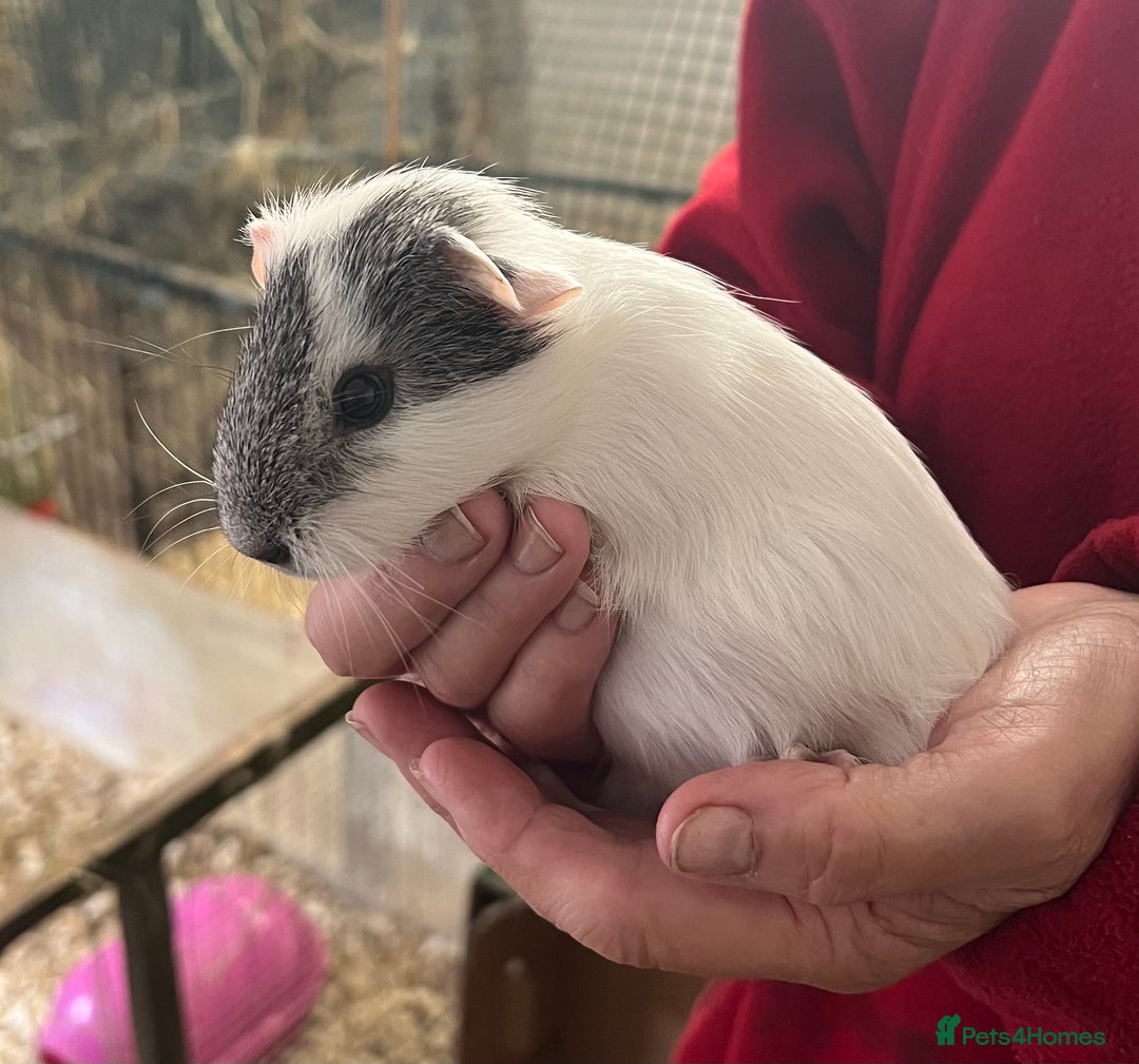 Guinea Pig rodents for sale: beautiful white and grey baby sow - Image 2