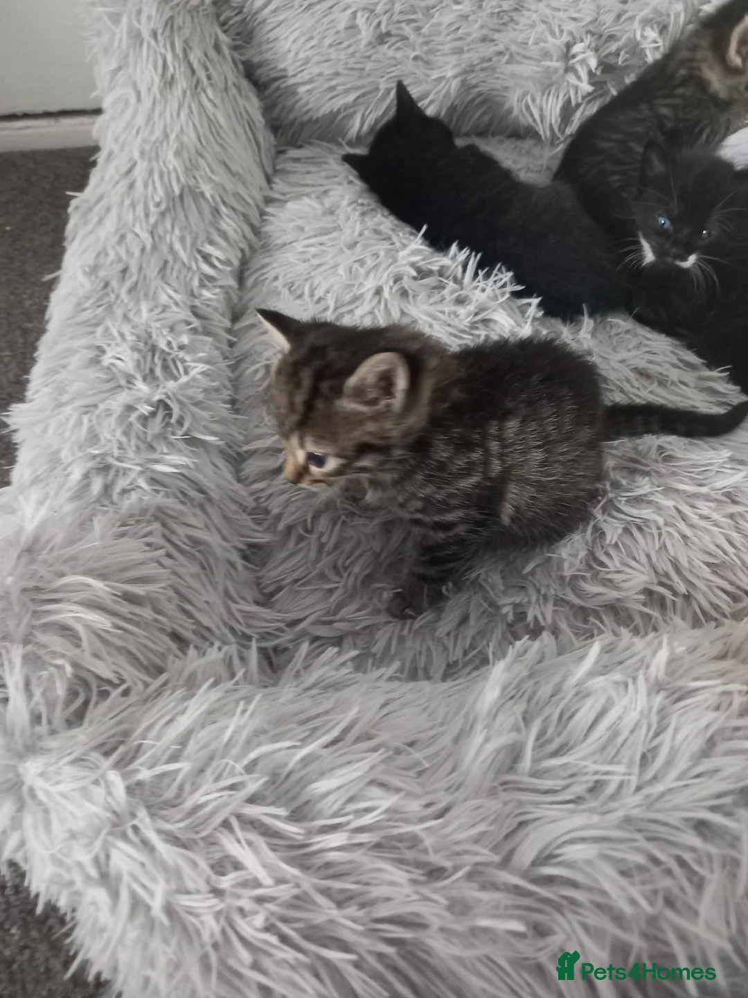 Mixed Breed cats for sale: Cute 2 tabby girls and black and white boys - Advert 1