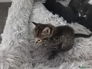 Mixed Breed cats Cute 2 tabby girls and black and white boys - Advert 1