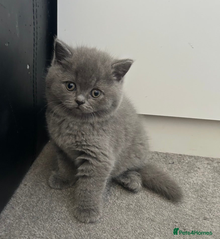British Shorthair cats Gorgeous British Shorthair kittens - Advert 2