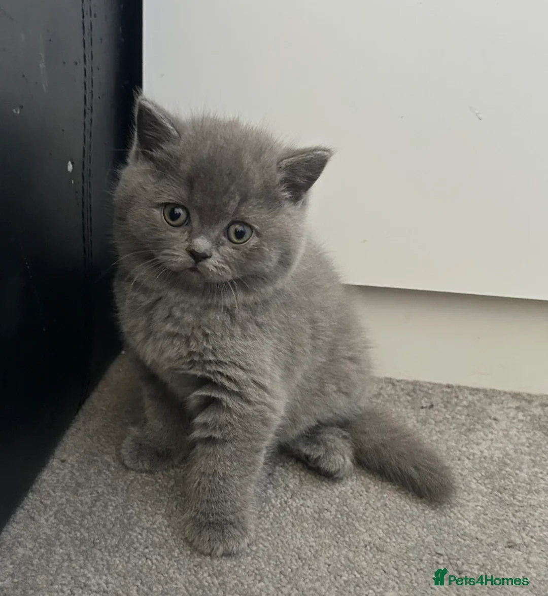 British Shorthair cats for sale: Gorgeous British Shorthair kittens - Advert 2