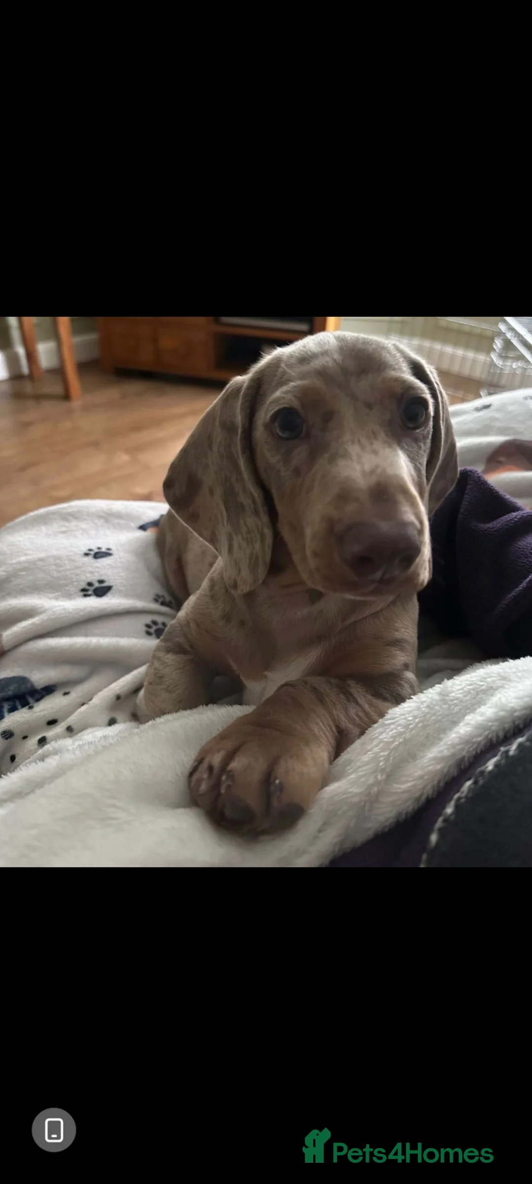 Miniature Dachshund dogs for sale: Beautiful KC miniature dachshund  - Advert 2