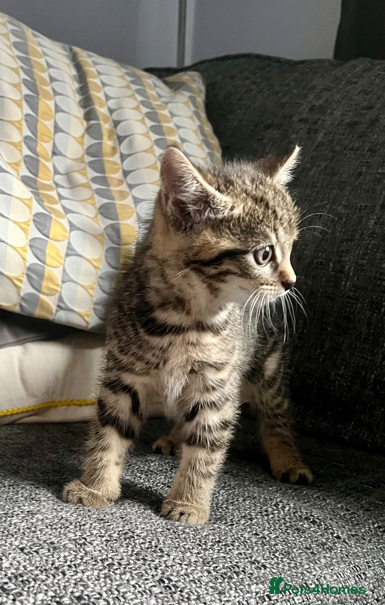 Mixed Breed cats Bengal Cross Female Kitten available  - Advert 2