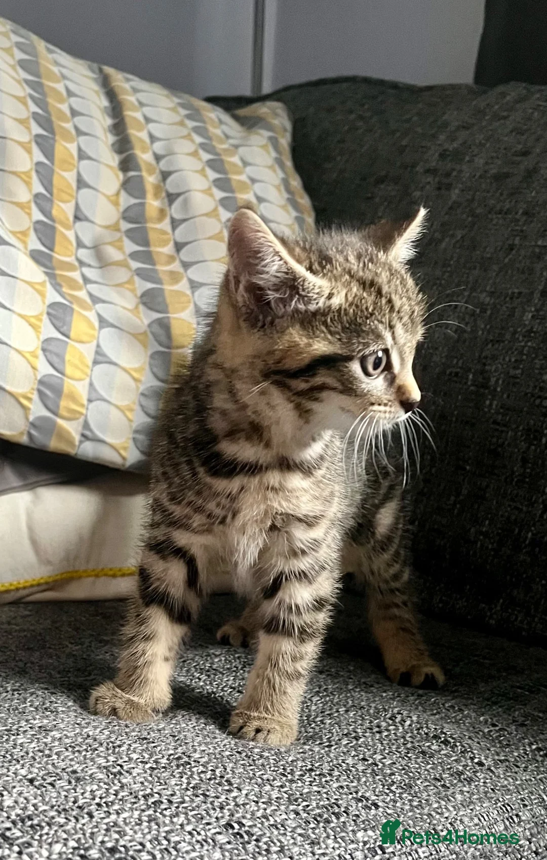 Mixed Breed cats for sale: Bengal Cross Female Kitten available  - Advert 1