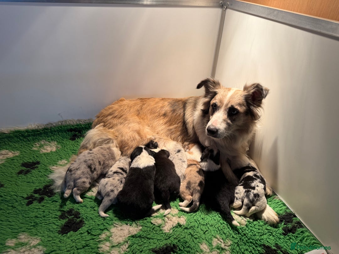 Border Collie dogs for sale: Beautiful border collie pups  - Image 10