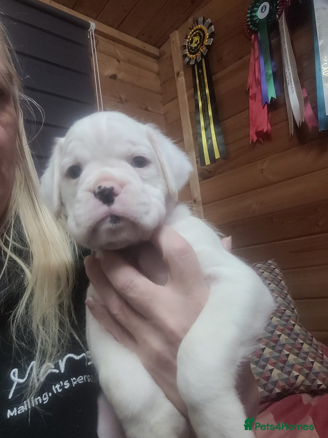 Boxer dogs for sale: KC Registered Boxer Puppies - Image 22