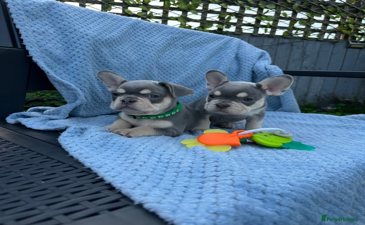 French Bulldog dogs - Advert 15