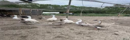 Geese poultry for sale: Hybrid Mixed Embden African Goslings Goose Chicks - Advert 4