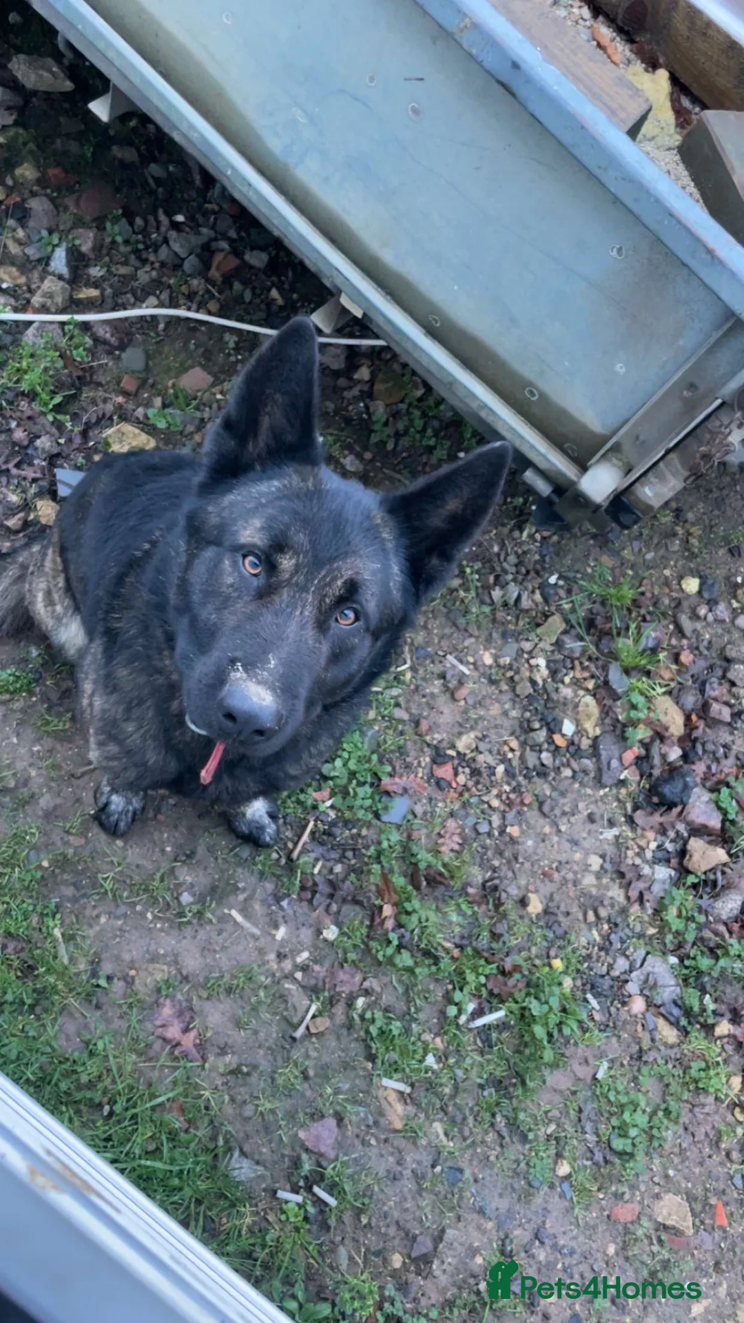 Belgian Shepherd Dog dogs for stud: Dutch shepherd for stud  - Advert 1