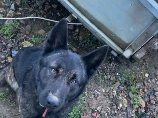 Belgian Shepherd Dog dogs Dutch shepherd for stud - Advert 1