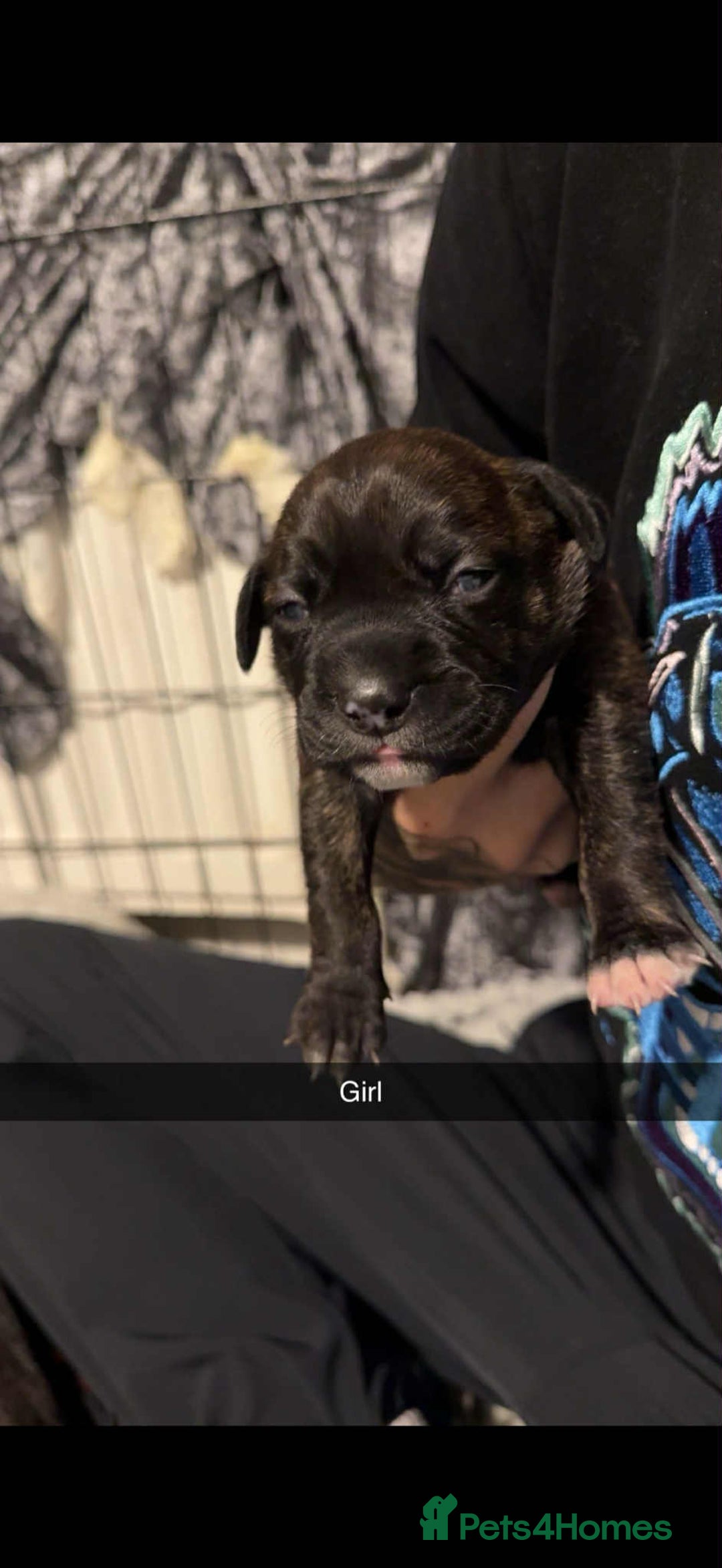Mixed Breed dogs for sale: Beautiful cane corse/staff puppies - Image 3
