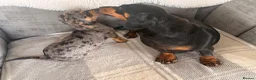 Chiweenie dogs for sale: Gorgeous Chiweenie puppies for sale - Advert 9