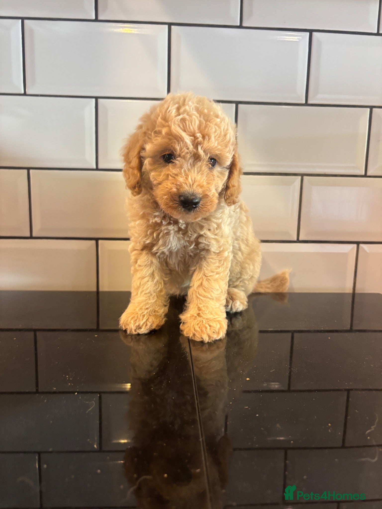 Cavapoo dogs Exceptional curly coat health tested cavapoo pups - Advert 1