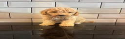 Cavapoo dogs for sale: Exceptional curly coat health tested cavapoo pups in Otley - Advert 9