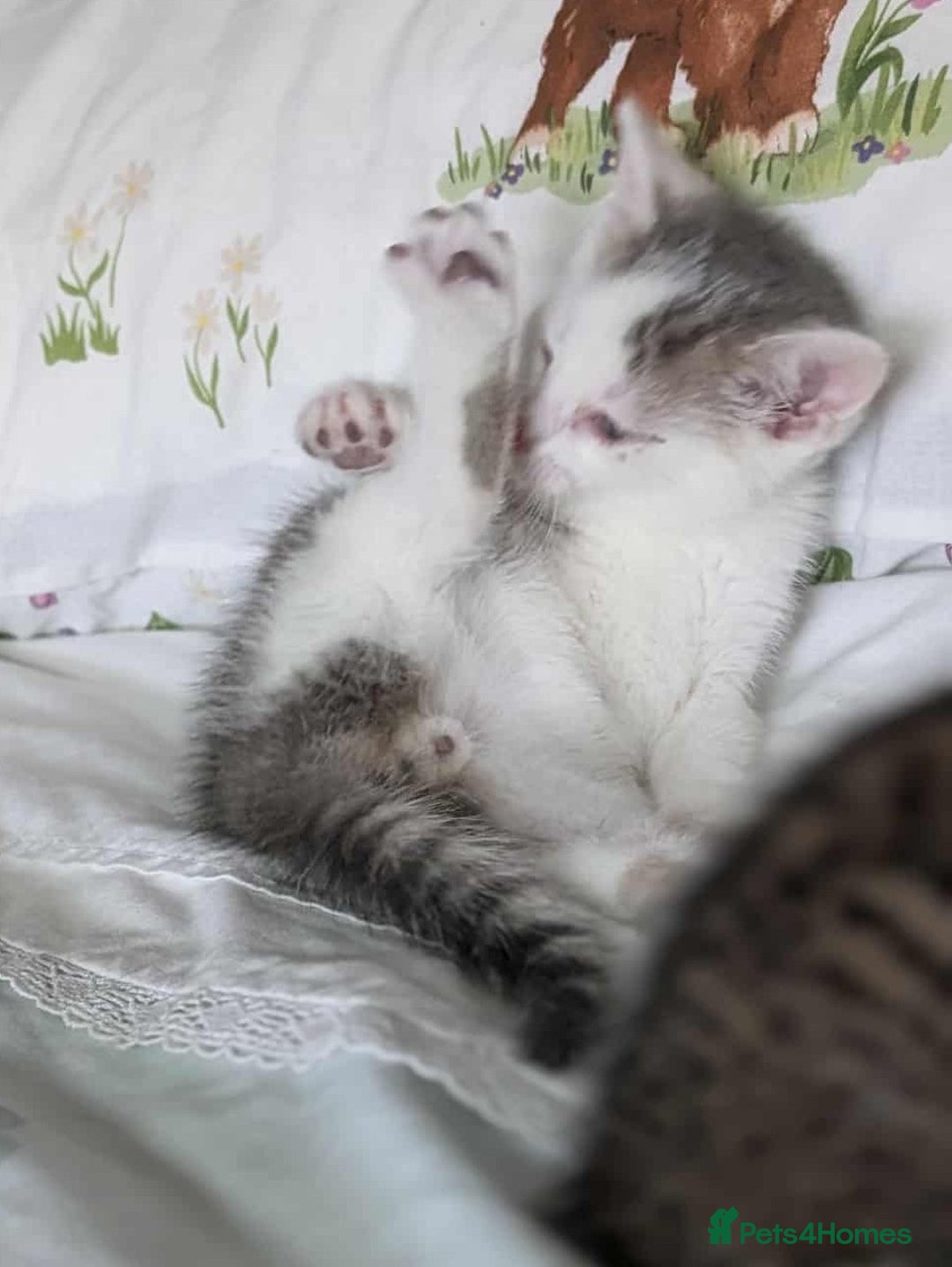British Shorthair cats for sale: British Short Hair x Domestic Short Hair - Image 8