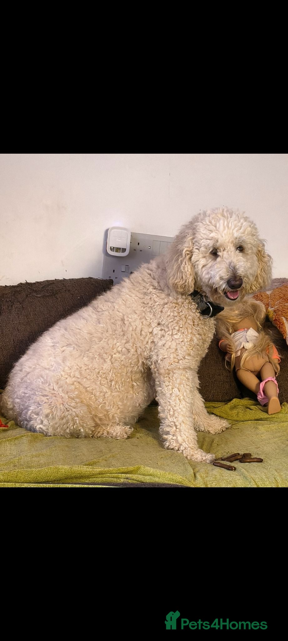 Cockapoo dogs F1BB Standard poodle x toy cockapoo puppies  - Advert 2
