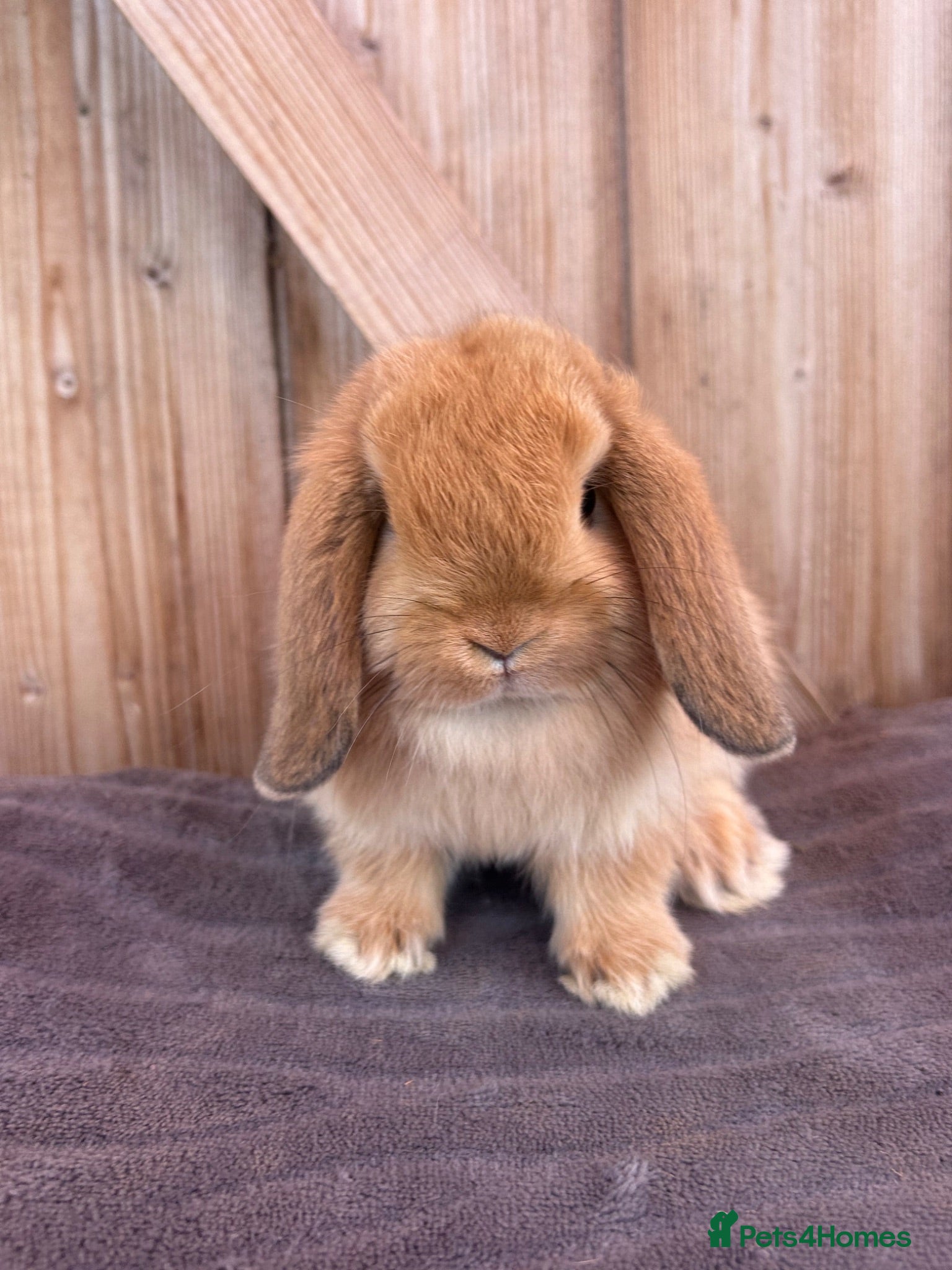 Mini Lop rabbits Show bloodline mini lop baby buck for reserve  - Advert 2