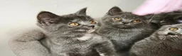 British Shorthair cats for sale: Stunning Rare Colours British Shorthair Kittens - Advert 8