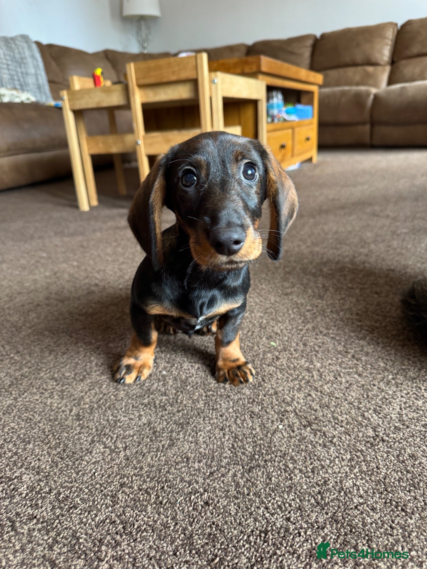 Dachshund dogs KC registered Wirehaired/teckel  - Advert 1