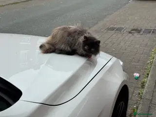 Finches birds Female persian girl in Preston - Advert 1