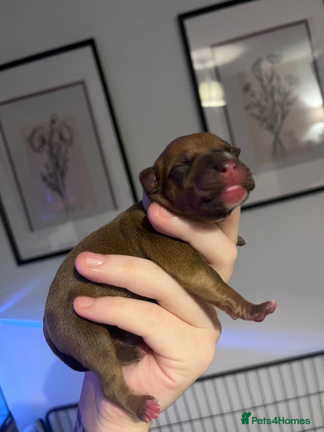 Staffordshire Bull Terrier dogs for sale: Red staffy pups  - Advert 20