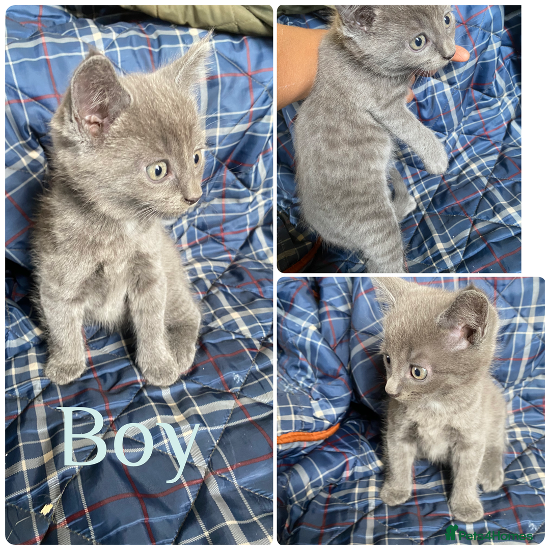 Mixed Breed cats for sale: Beautiful kittens  - Image 6