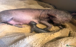 Mixed Breed dogs for sale: Stunning Merle chihuahua 2 girls ready 22nd dec - Advert 16