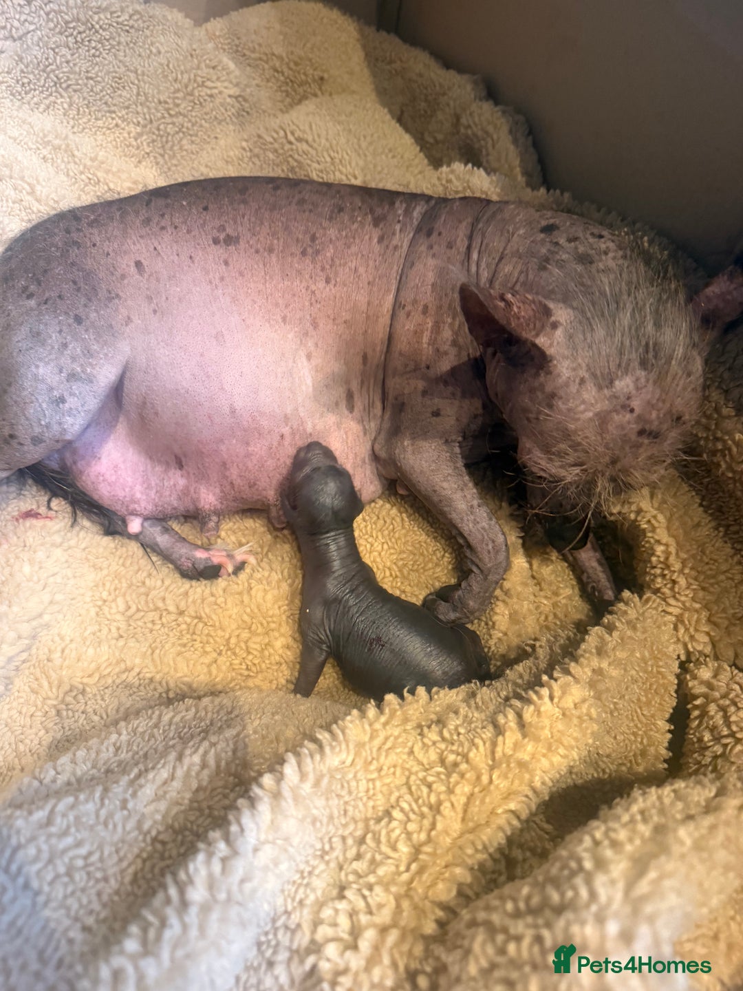 Mixed Breed dogs for sale: Stunning Merle chihuahua 2 girls ready 22nd dec - Advert 16