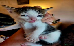 British Shorthair cats for sale: 3 kittens  - Image 14