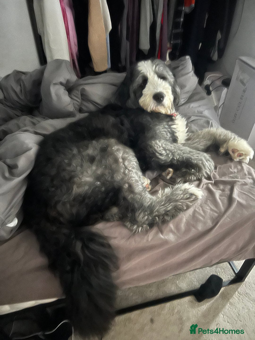 Bernese Mountain Dog dogs for stud: Old English Sheepdog/Bernese Mountain Dog - Image 5