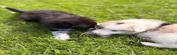Border Collie dogs for sale: STUNNING BORDER COLLIE PUPS.  - Advert 12