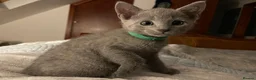 Russian Blue cats for sale: Beautiful Russian Blue Kittens  - Advert 7