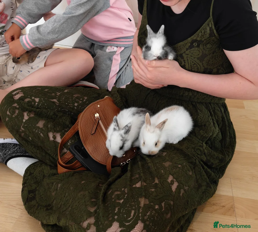 Lionhead rabbits for sale: Beautiful Lionhead Rabbits - Advert 1