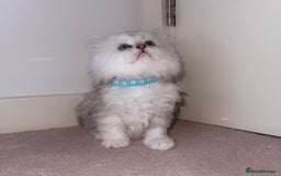 Persian cats for sale: Rare Beauty~Persian Kittens🤍 - Image 4