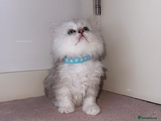 Persian cats - Advert 31