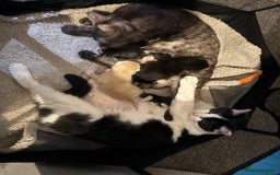 Maine Coon cats for sale: Maine Coon Mix Kittens - Image 6