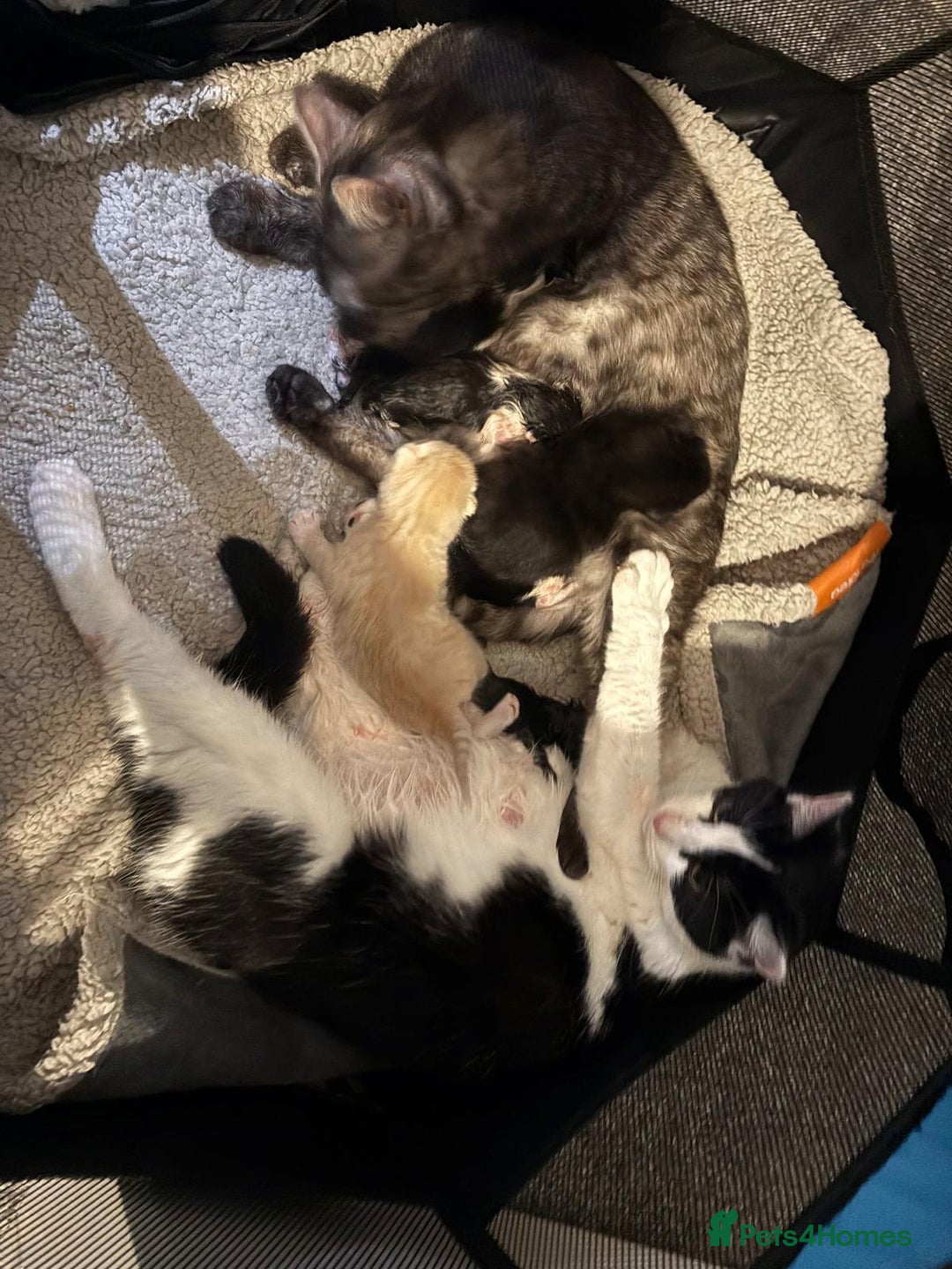 Maine Coon cats for sale: Maine Coon Mix Kittens - Image 6
