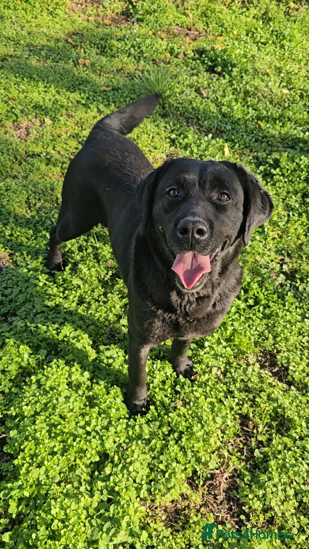 Labrador Retriever dogs for adoption: Aria! - Advert 3