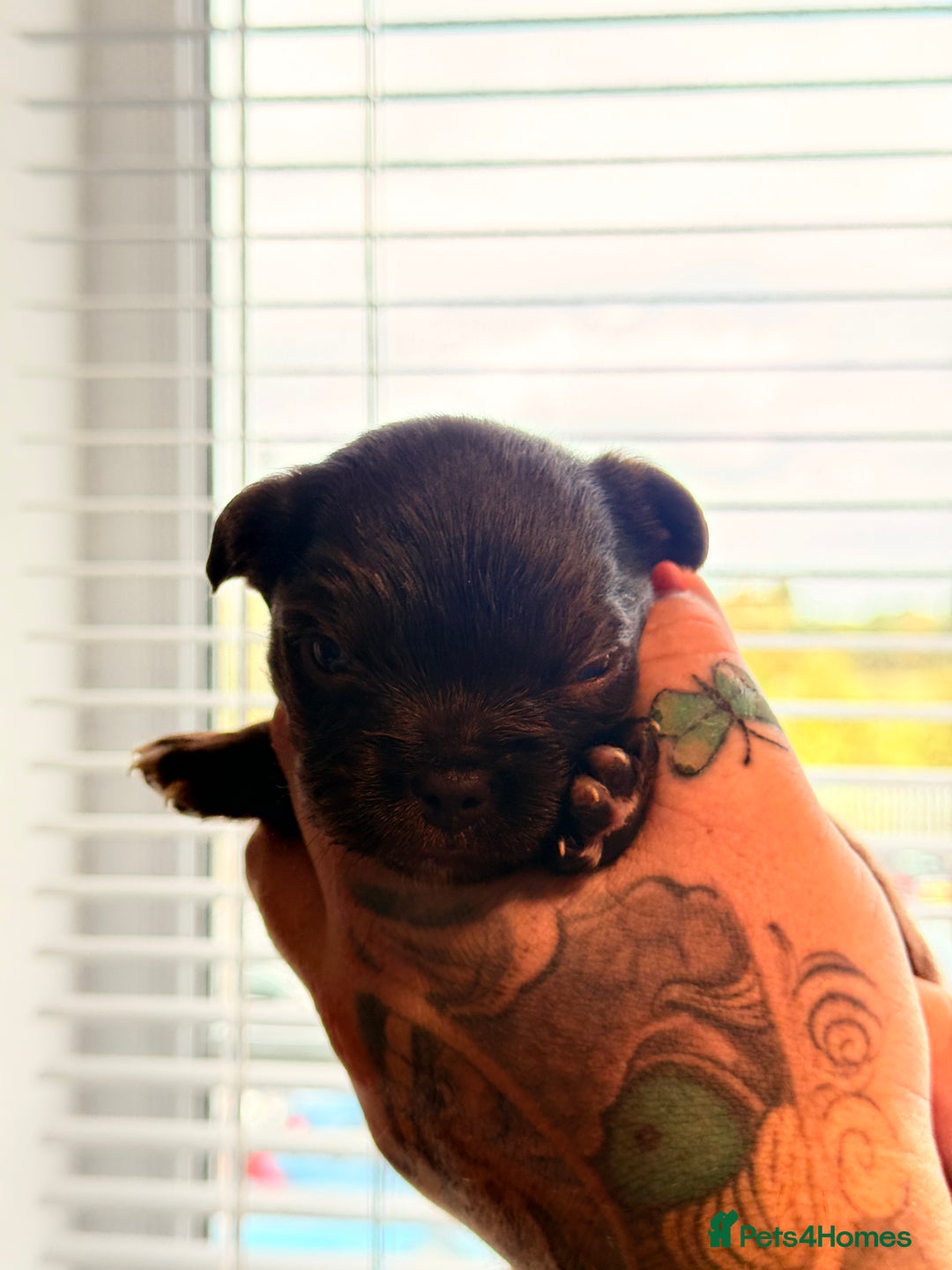French Bulldog dogs for sale: Fluffy | Pink carrier | French Bulldogs - Image 2
