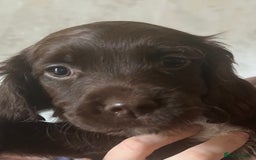 Sprocker dogs for sale: Sprocker Puppies  - Image 12