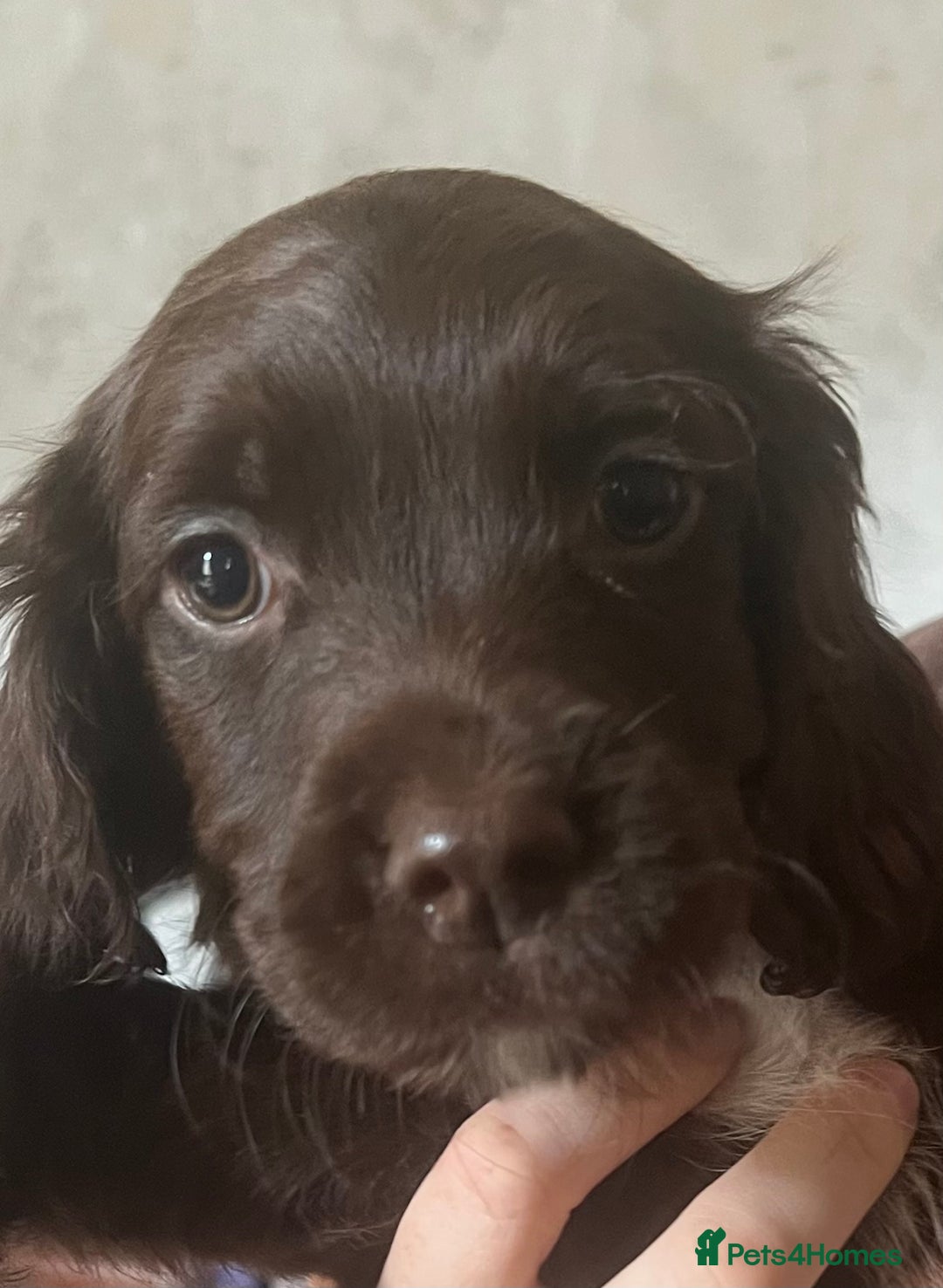 Sprocker dogs for sale: Sprocker Puppies  - Image 12
