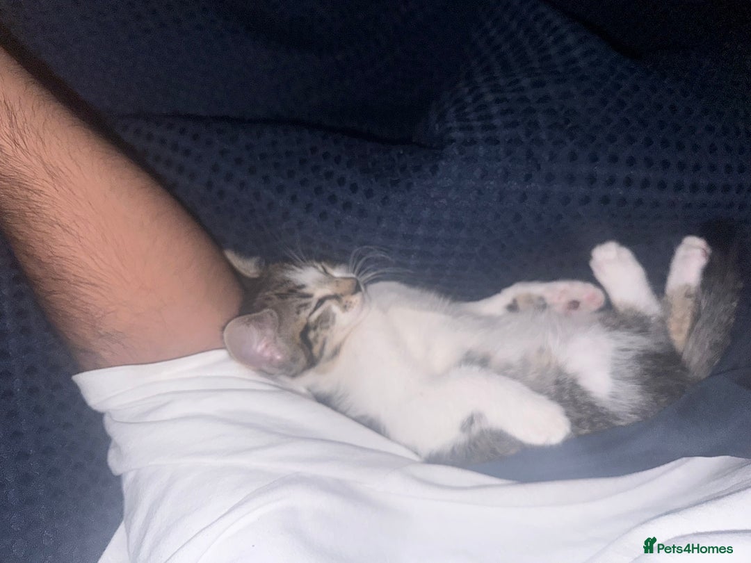 Aegean cats for sale: clemenza - greek aegan boy kitten - Image 2