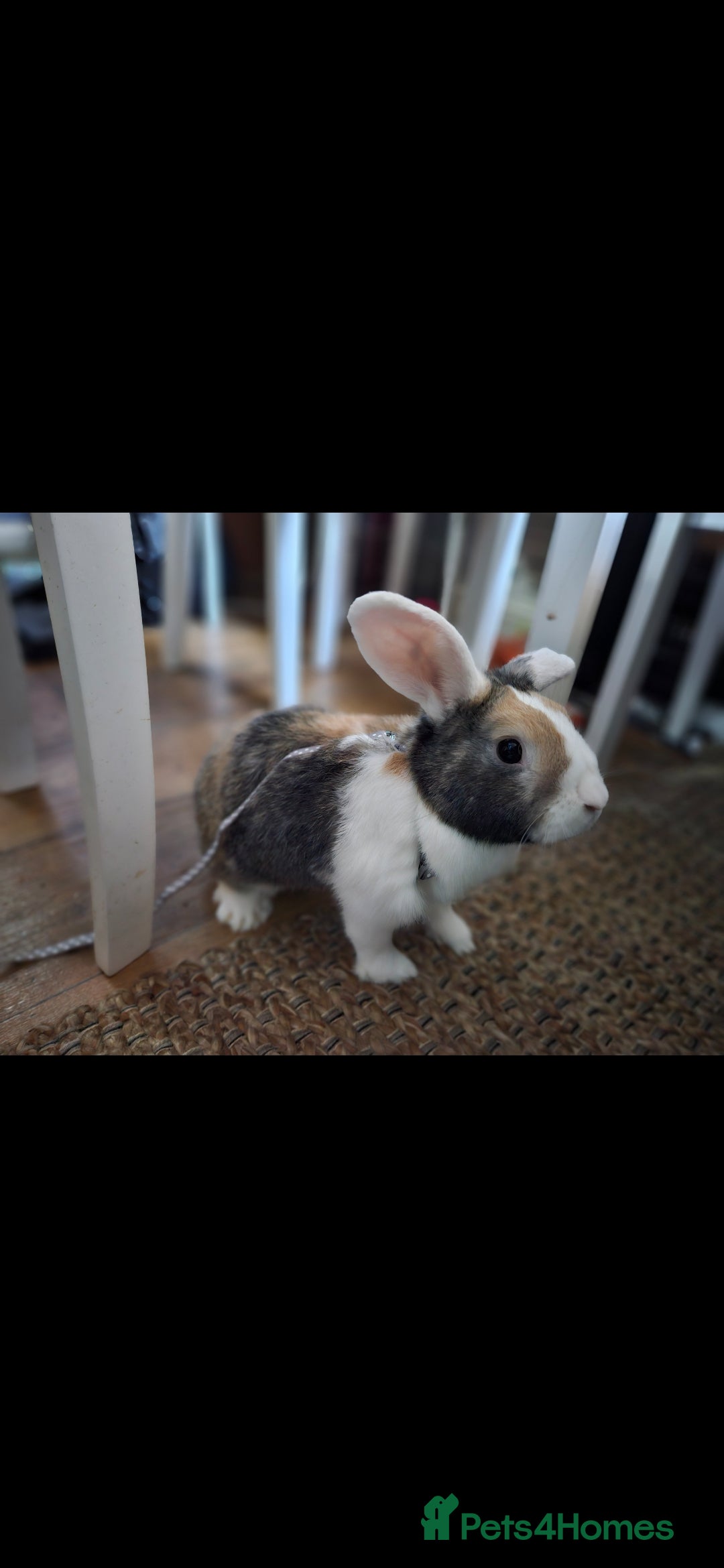 Mixed Breed rabbits Tri colour male rabbit for rehoming ASAP - Advert 1