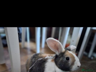 Mixed Breed rabbits Tri colour male rabbit for rehoming ASAP - Advert 3